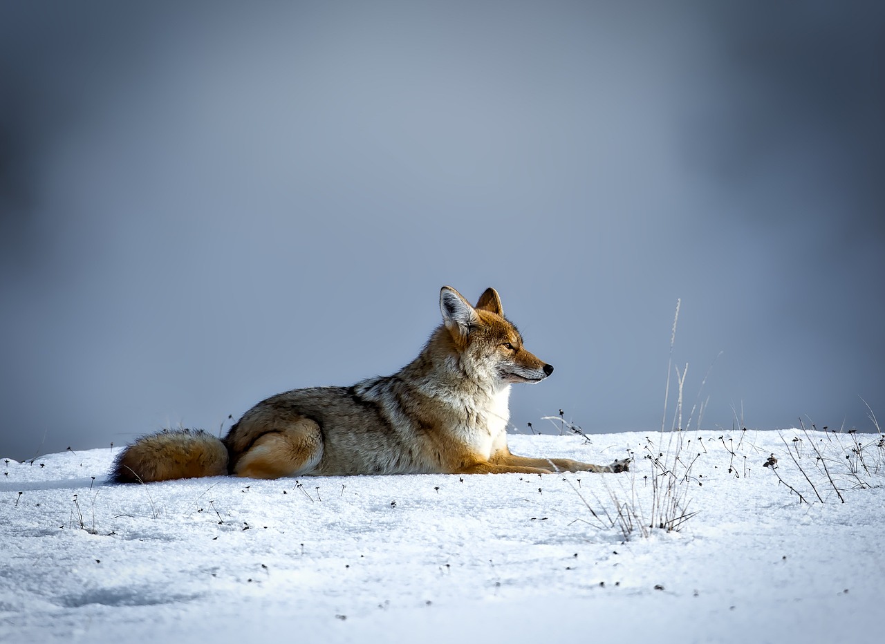 Tips and Techniques for Hunting Coyotes at Night - Coyote Light