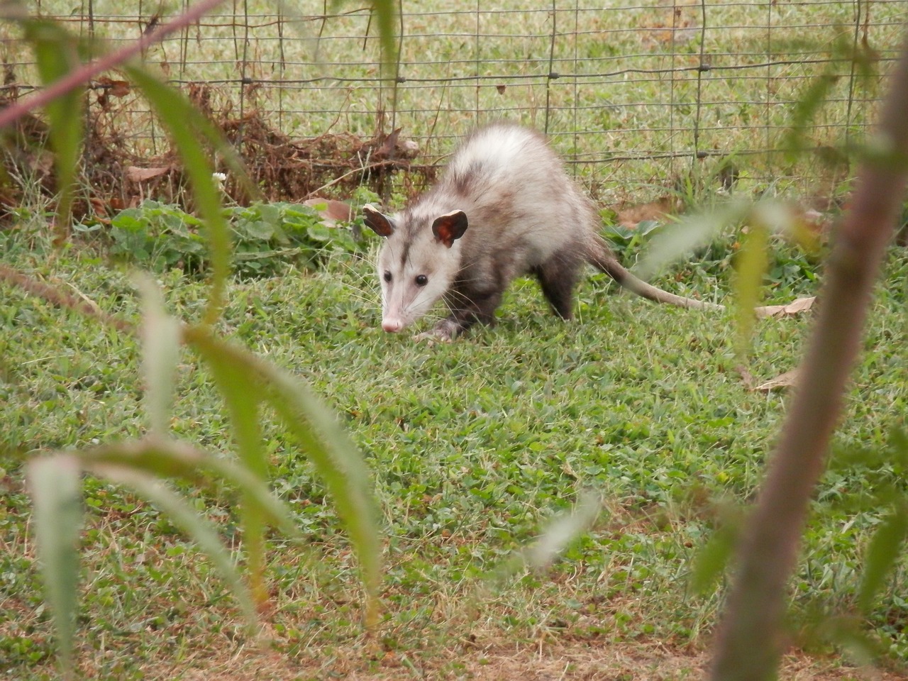 Do Possums Have Rabies — Whitmore Pest And Wildlife Control Services │ Denver Colorado