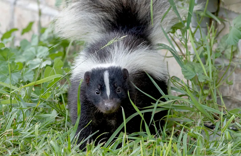 Your House Smells like Skunk? Here are 4 Ways to Get Rid of the Skunk Smell in  Your House — Whitmore Pest & Wildlife Control Services │ Denver Colorado