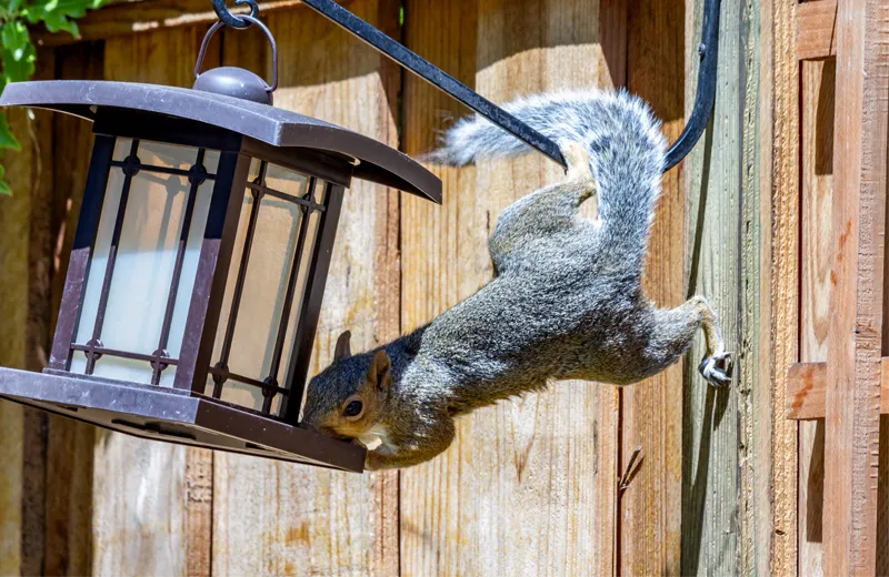 Squirrel Removal  Wildlife Control Experts in New York & Vermont