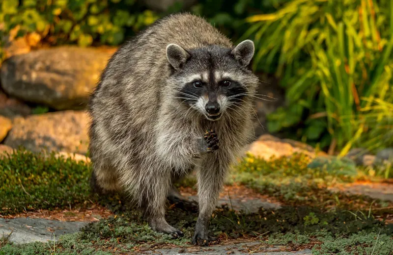 Raccoon Removal in Denver | Raccoon Control | Whitmore Pest & Wildlife  Control
