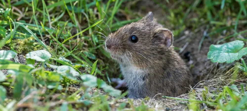 vole in grass