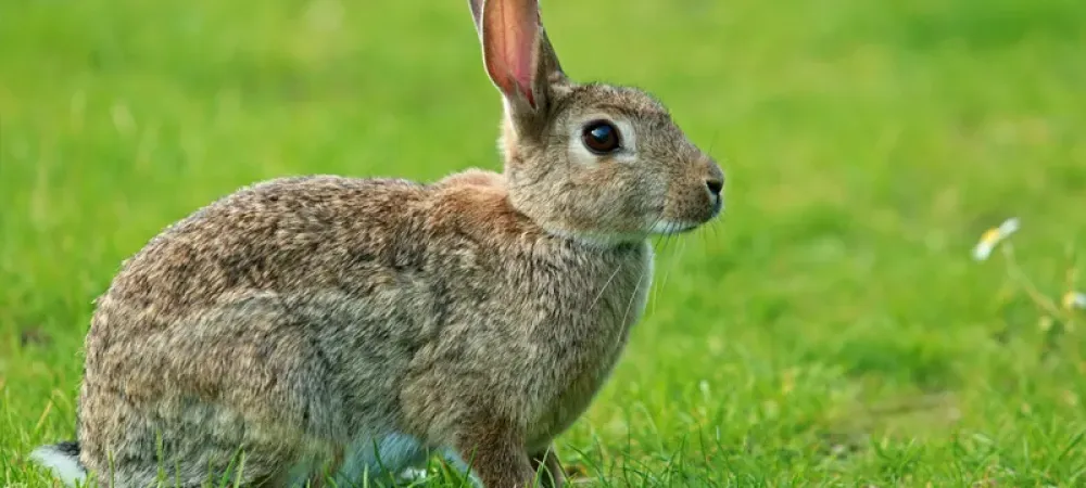 Feeding wild rabbits in clearance winter