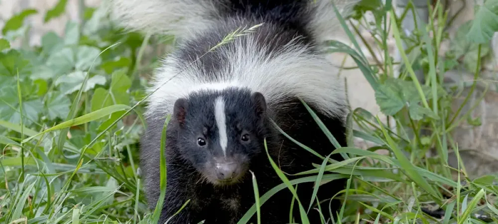 Your House Smells like Skunk Here are 4 Ways to Get Rid of the Skunk Smell in Your House Whitmore Pest Wildlife Control Services Denver Colorado