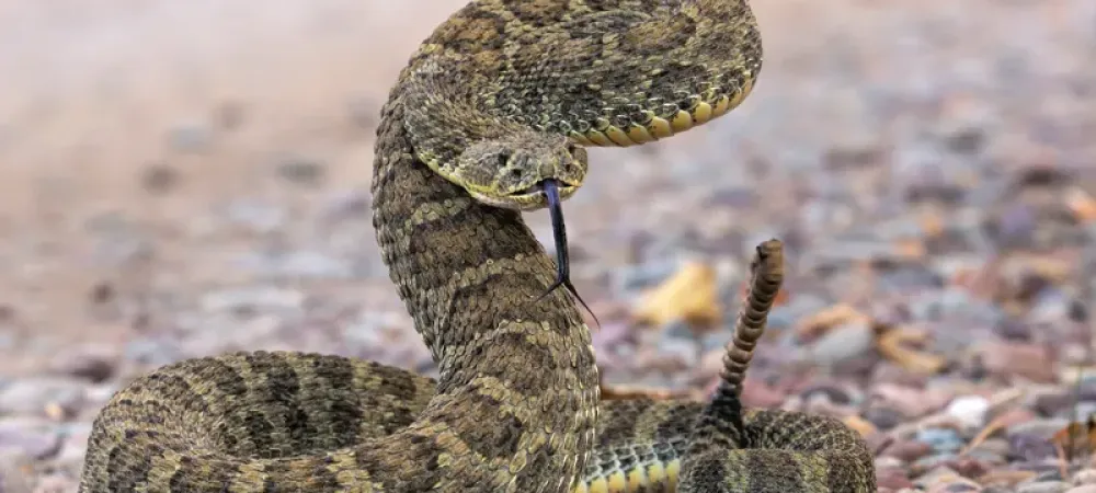 prairie rattlesnake