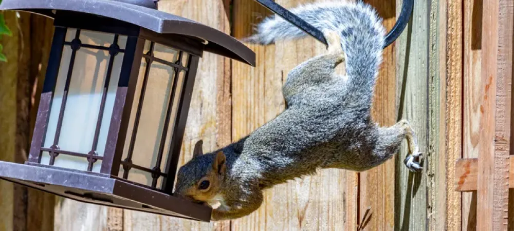 Squirrel hanging on a bird feeder