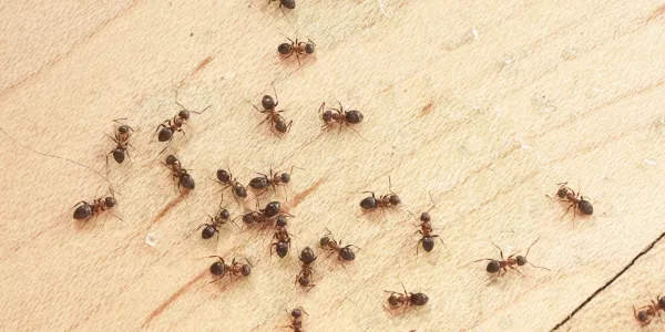 ants in the kitchen